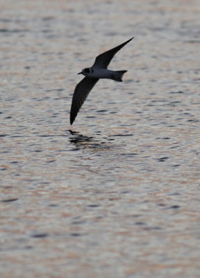 Black Tern / Svarttrna (Chlidonias niger)