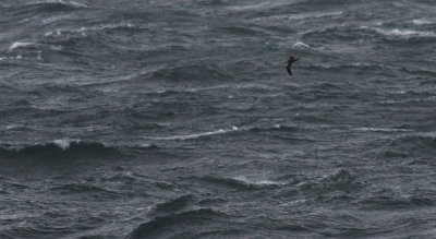 Great Shearwater / Strre lira (Puffinus gravis)