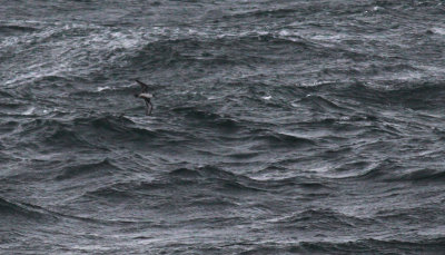 Great Shearwater / Strre lira (Puffinus gravis)