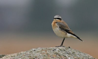 Wheatear / Stenskvtta (Oenanthe oenanthe)