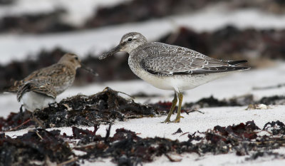 Red Knot / Kustsnppa (Calidris canutus)