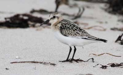 Sanderling / Sandlpare (Calidris alba)