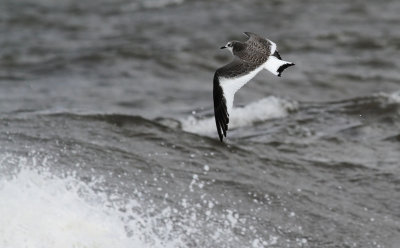 Sabine's Gull / Trnms (Larus sabini)