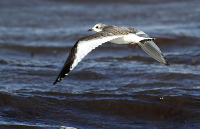 Sabine's Gull / Trnms (Larus sabini)