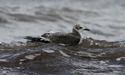 Sabine's Gull / Trnms (Larus sabini)