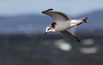 Sabine's Gull / Trnms (Larus sabini)