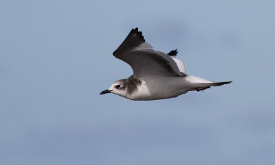 Sabine's Gull / Trnms (Larus sabini)