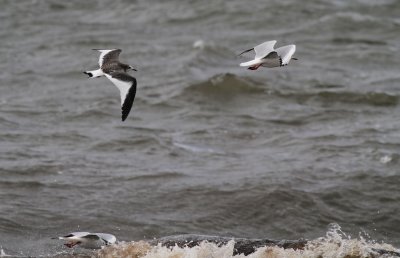 Sabine's Gull / Trnms (Larus sabini)