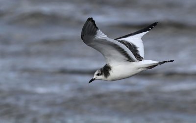 Sabine's Gull / Trnms (Larus sabini)