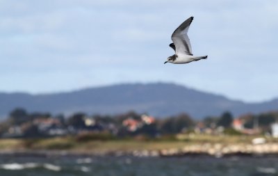 Sabine's Gull / Trnms (Larus sabini)