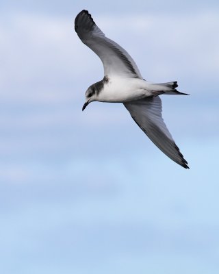 Sabine's Gull / Trnms (Larus sabini)