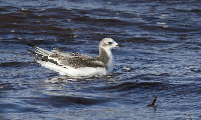 Sabine's Gull / Trnms (Larus sabini)