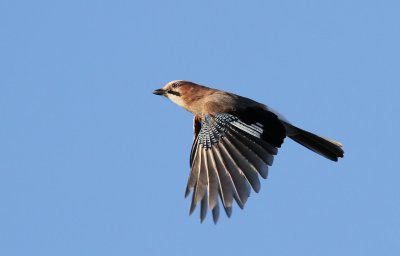 g1/63/814263/3/129780443.laqbEC8Z.jpg