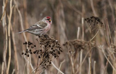Redpoll / Grsiska (Carduelis flammea)