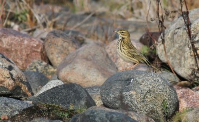 Meadow Pipit / ngspiplrka (Anthus pratensis)