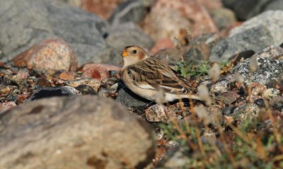 Snow Bunting / Snösparv (Plectrophenax nivalis)