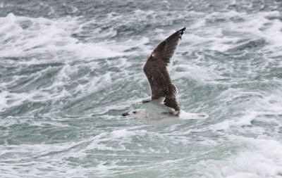 Great Black-backed Gull / Havstrut (Larus marinus)