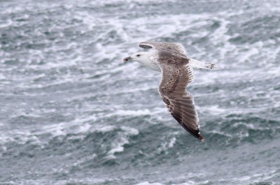Great Black-backed Gull / Havstrut (Larus marinus)