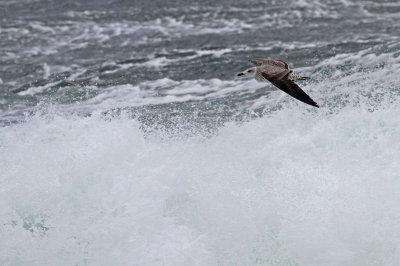 Lesser Black-backed Gull / Silltrut (Larus fuscus)