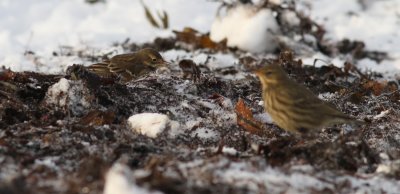 Buff-bellied Pipit / Hedpiplrka (Anthus rubescens japonicus)