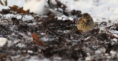 Buff-bellied Pipit / Hedpiplrka (Anthus rubescens japonicus)