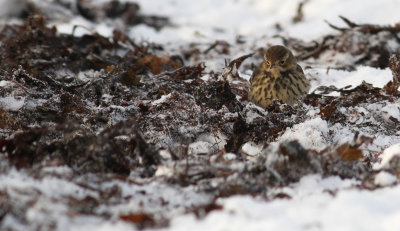 Buff-bellied Pipit / Hedpiplrka (Anthus rubescens japonicus)