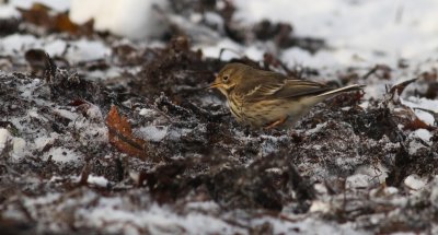 Buff-bellied Pipit / Hedpiplrka (Anthus rubescens japonicus)