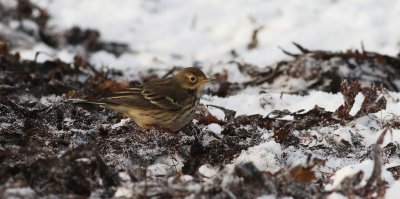Pipits - Wagtails