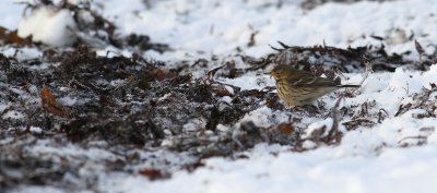 Buff-bellied Pipit / Hedpiplrka (Anthus rubescens japonicus)