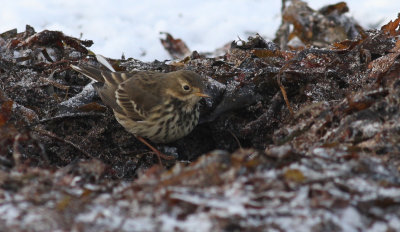 Buff-bellied Pipit / Hedpiplrka (Anthus rubescens japonicus)