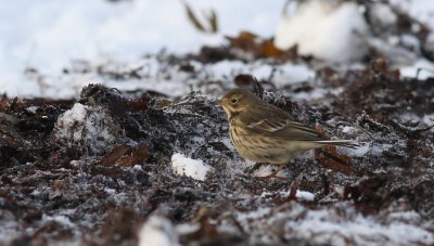 Buff-bellied Pipit / Hedpiplrka (Anthus rubescens japonicus)