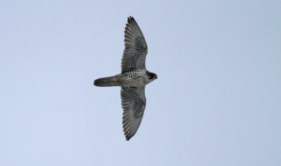Gyrfalcon / Jaktfalk (Falco rusticolus)