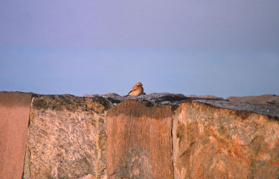 Desert Wheatear / kenstenskvtta (Oenanthe deserti)