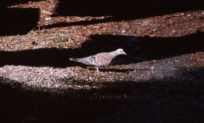 Oriental Turtle Dove / Strre turturduva (Streptopelia orientalis)
