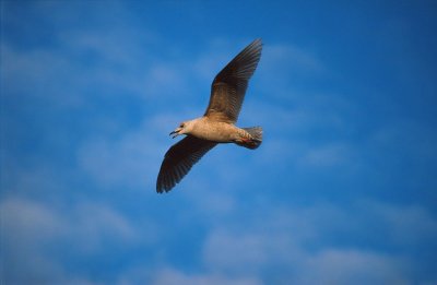 Iceland Gull / Vitvingad trut (Larus glaucoides)