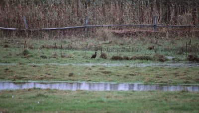Glossy Ibis / Bronsibis (Plegadis falcinellus)