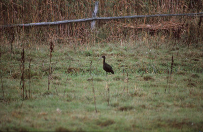 Glossy Ibis / Bronsibis (Plegadis falcinellus)