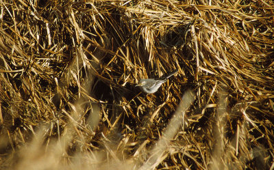 Citrine Wagtail / Citronrla (Motacilla citreola)