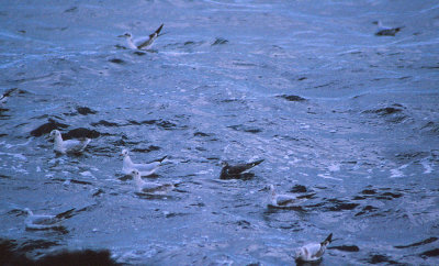 Sabine's Gull / Trnms (Larus sabini)