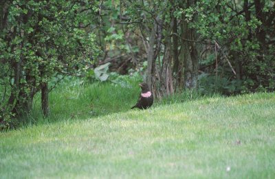 Ring Ouzel / Ringtrast (Turdus torquatus)