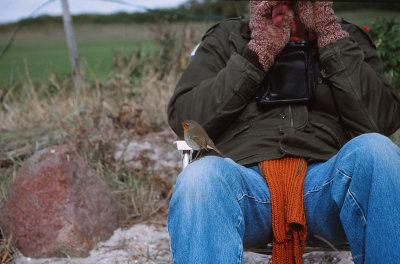 Robin / Rdhake (Erithacus rubecula)