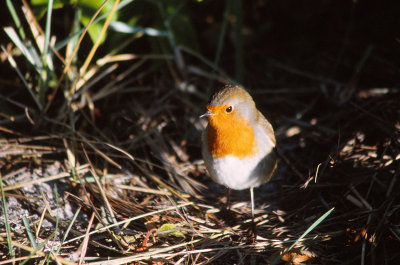 Robin / Rdhake (Erithacus rubecula)