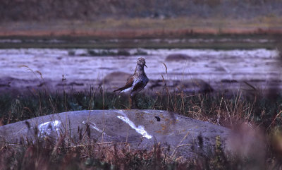 Dunlin / Krrsnppa (Calidris alpina schinzii)