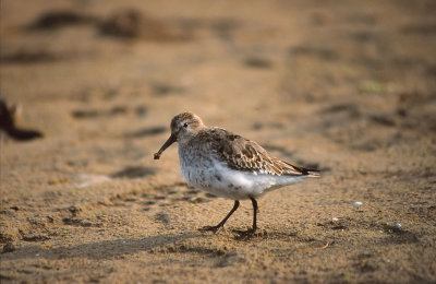 Dunlin / Krrsnppa (Calidris alpina)
