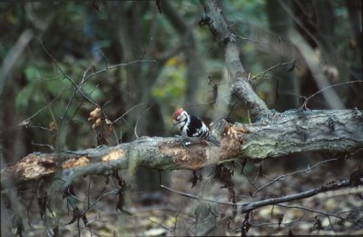 White-backed Woodpecker / Vitryggig hackspett (Dendrocopos leucotos)