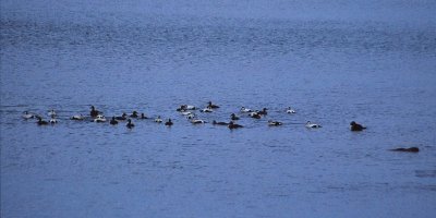 King Eider / Praktejder (Somateria spectabilis)