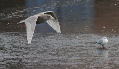 Glaucous Gull / Vittrut (Larus hyperboreus)