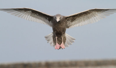 Glaucous Gull / Vittrut (Larus hyperboreus)