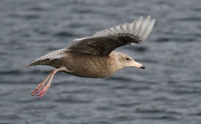 Glaucous Gull / Vittrut (Larus hyperboreus)