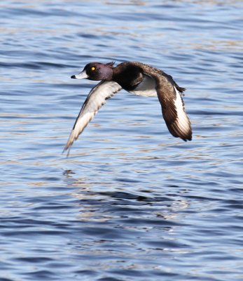 Tufted Duck / Vigg (Aythya fuligula)